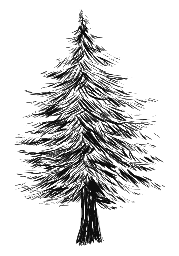 Realistyczna ilustracja, rysunek choinki, drzewa iglastego