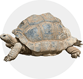 inspiracja do logo doradztwa bezpieczeństwa: skorupa żółwia