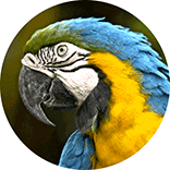 inspiracja do logo fundacji kultury brazylijskiej: brazylijska papuga