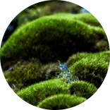 inspiracja do logo dekoracji z mchu: kępki mchu