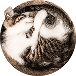 inspiracja do logo marki odzieżowej: otulanie się