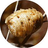 inspiracja do logo marki odzieżowej: przytulny kokon