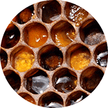 inspiracja do logo pasieki: sześciokąty plastra miodu
