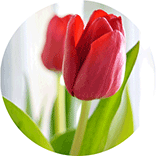 inspiracja do logo zdrowej żywności: kwiat tulipan