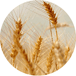 inspiracja do logo zdrowej żywności: naturalne kolory i formy