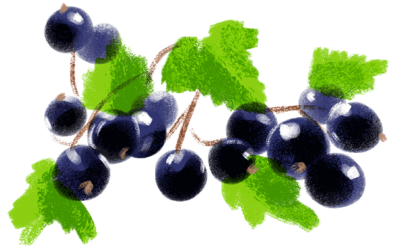ilustracja grafika rysunek owoców czarnej porzeczki na etykietę opakowania naturalnej konfitury
