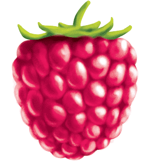 malowany key visual z ilustracją owocu maliny na etykietę soku smoothie